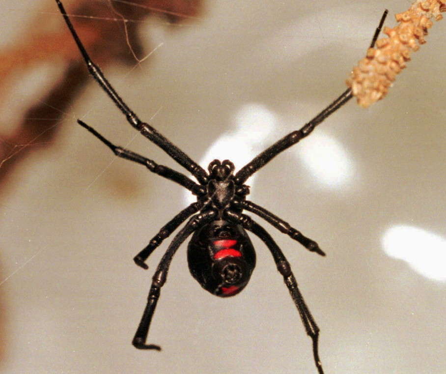 The black widow spider, predominantly found in the southern and western United States, has a shiny black body and a red hourglass shape on its underside.
