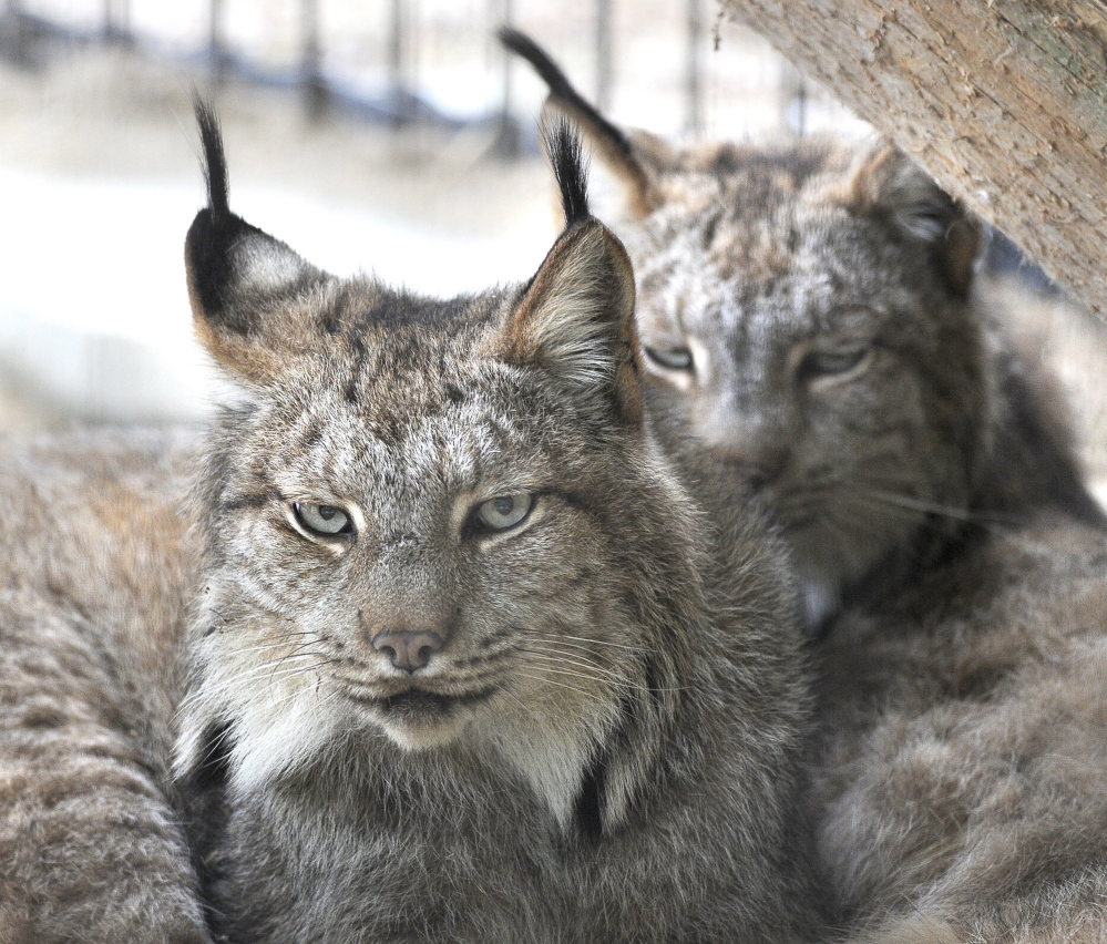 2012 Press Herald File Photo/John Patriquin
A pair of Canada lynx share a home at the Maine Wildlife Park in Gray. Three groups are trying to block Maine’s fur-trapping season.