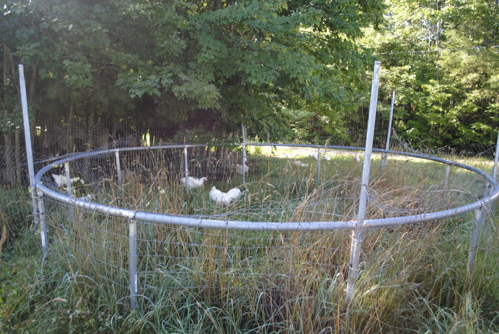 An old trampoline frame is wrapped with wire fencing to make a large chicken tractor. The frame is lightweight and has a couple of wheels on one side for ease in moving it around the yard. Moving it every few days ensures the chickens are on fresh pasture with tall grass and lots of bugs for them to eat.