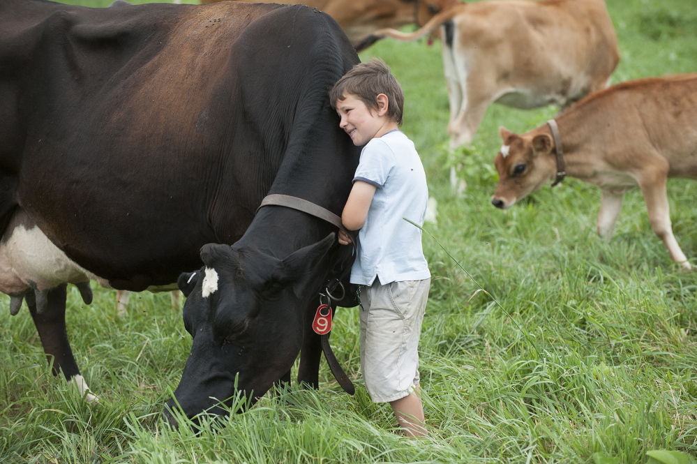 Alister Holmes hugs one of his family’s dairy cows Friday.
