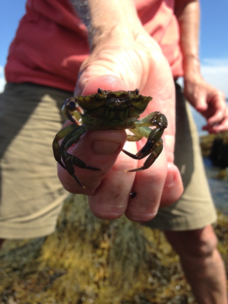 Ann Thayer of Friends of Casco Bay finds more green crabs, like this one, than wild mussels when she surveys shorelines. The crabs are thought to be a culprit in the decline of Maine’s wild mussels.
Mary Pols/Staff Writer