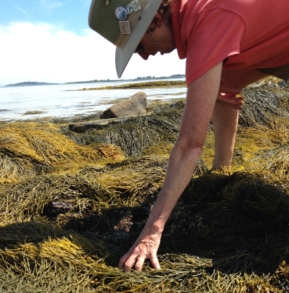 Ann Thayer searches for mussels along the shore of Bangs Island in Casco Bay. She found just two mussels in a recent survey.