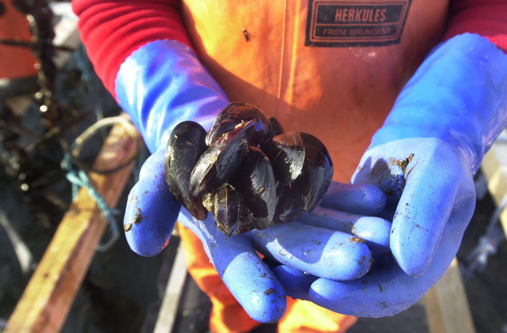Farmed mussels are still thriving in Maine. Staff file photo by John Ewing
