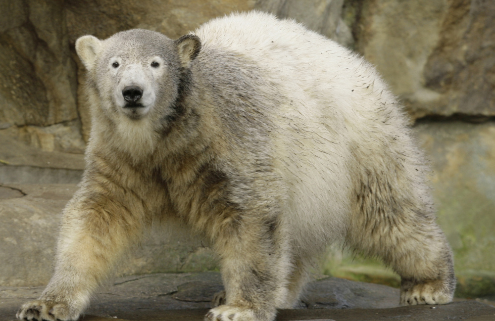 Hand-reared as a cub by a zookeeper, Knut was a popular attraction at Berlin Zoo. He drowned in 2011.