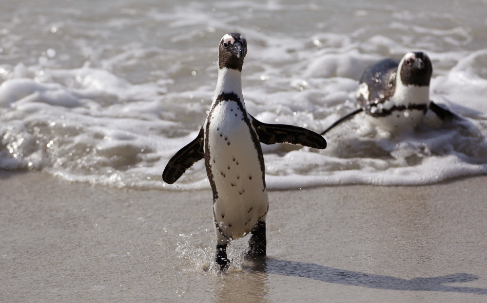 The penguins on South Africa’s west coast are a big tourist attraction, but their numbers have declined from around 1 million in the 1930s to just 100,000 today. The bird was declared endangered in 2010.