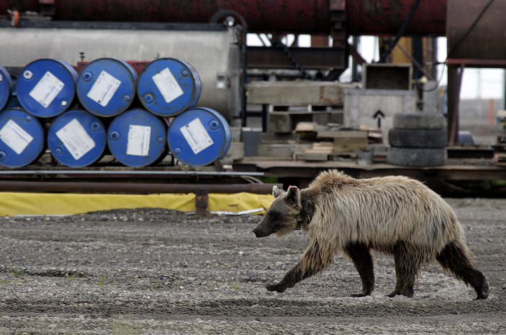 A grizzly bear wanders around Deadhorse, Alaska, some 260 miles north of the Arctic Circle, where hundreds of workers service North Slope oil fields. President Obama will visit Alaska this week to press his case for a climate-change treaty.
