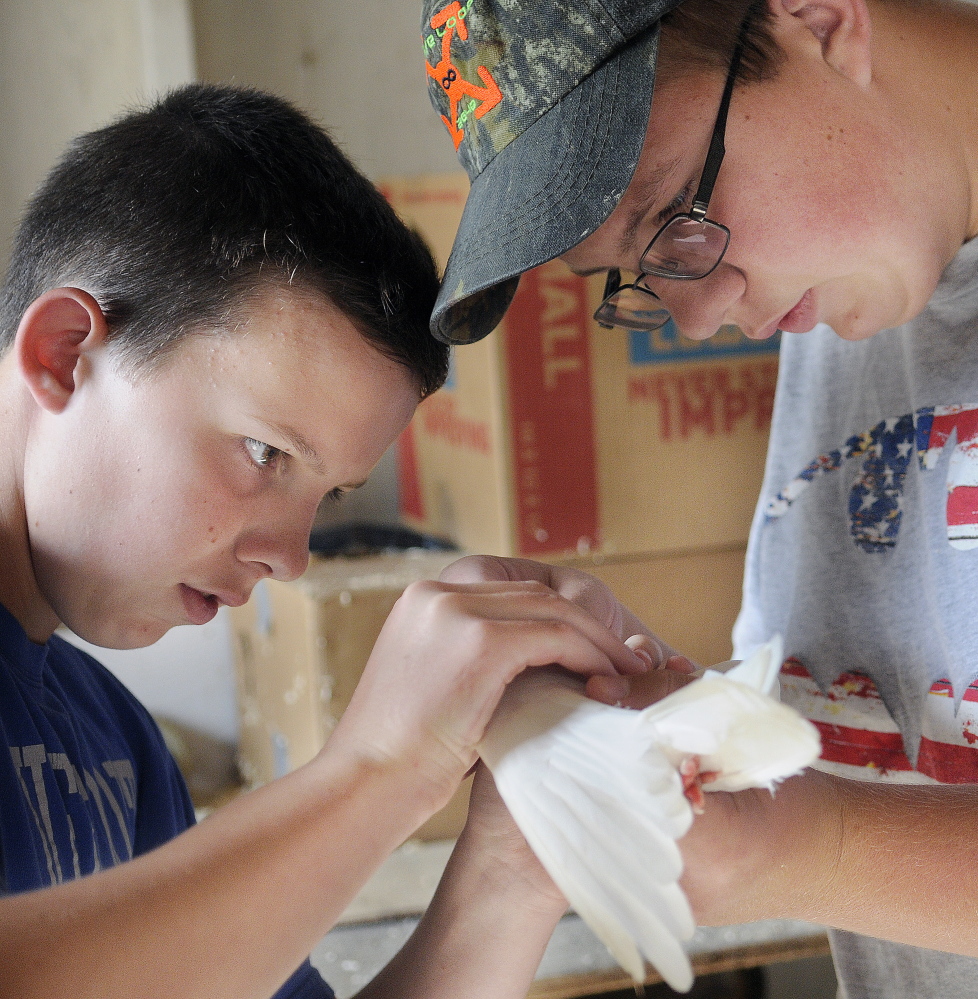 Ethan Pullen, 16, right, and his brother, Ryan, 14, groom an Arabian Trumpeter pigeon.