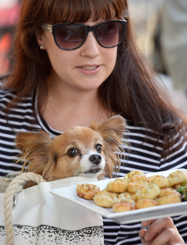 Julia Chase of South Portland watches a plate of hors d'oeuvres along with her dog Riley, a papillon, during the third annual Martinis for Mutts to benefit the Animal Refuge League of Greater Portland held at the Regency Hotel in Portland on Thursday.