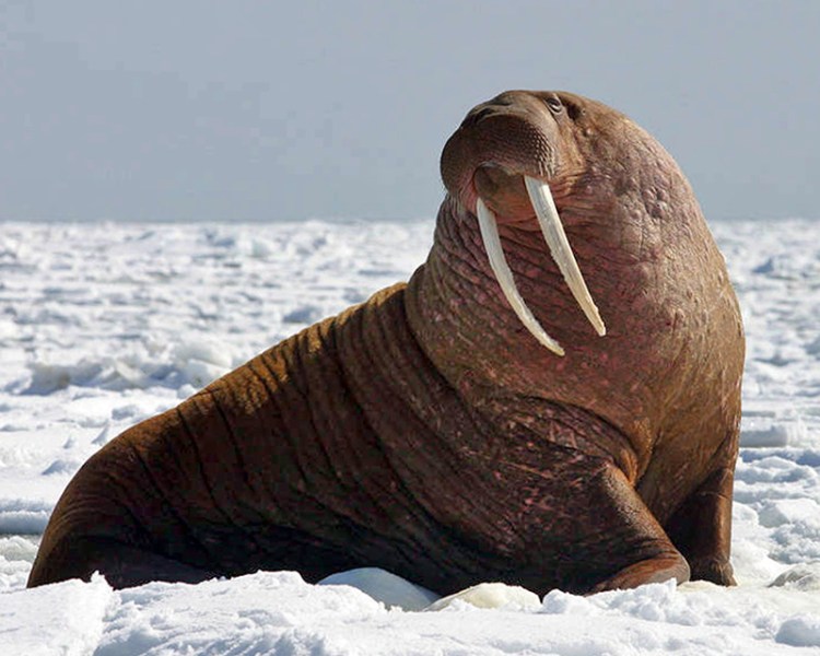 File photo provided by the U.S. Fish and Wildlife Service shows a large Pacific bull walrus on ice in the Bering Sea off the west coast of Alaska.