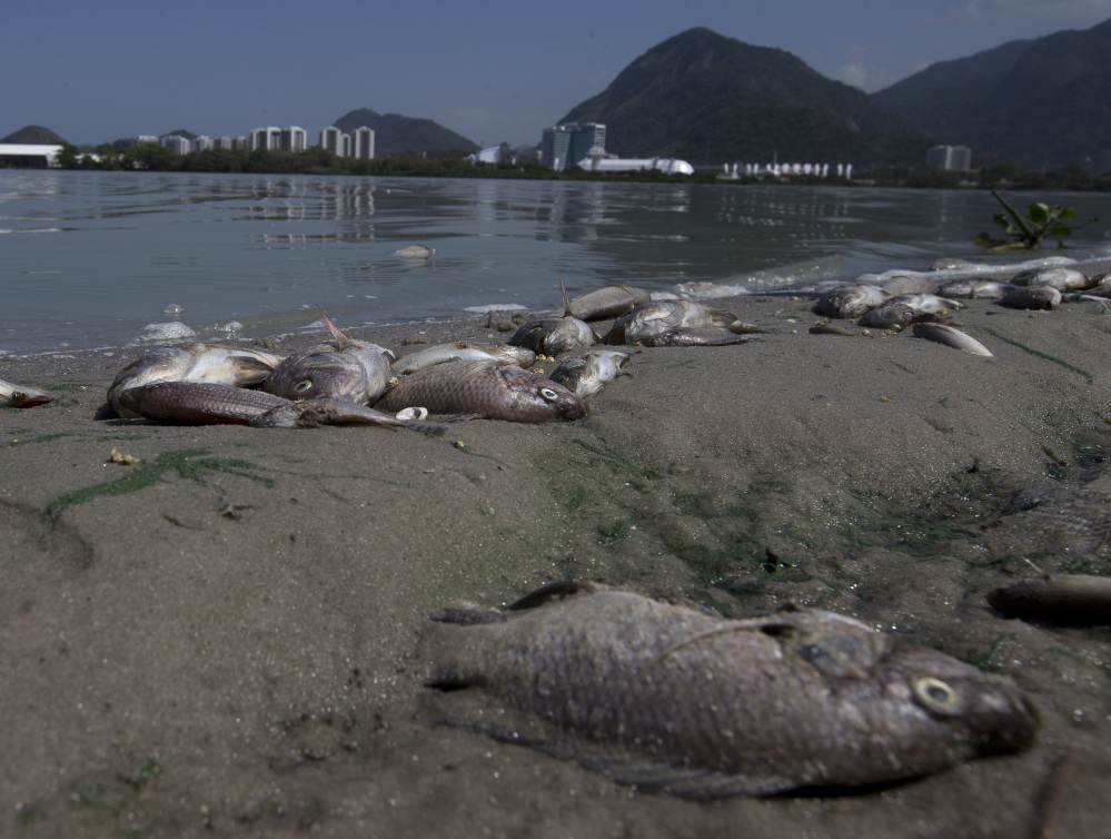 Dead fish litter the shore in front of Rio de Janeiro’s Olympic Park, where 1,400 athletes are expected to compete next year.