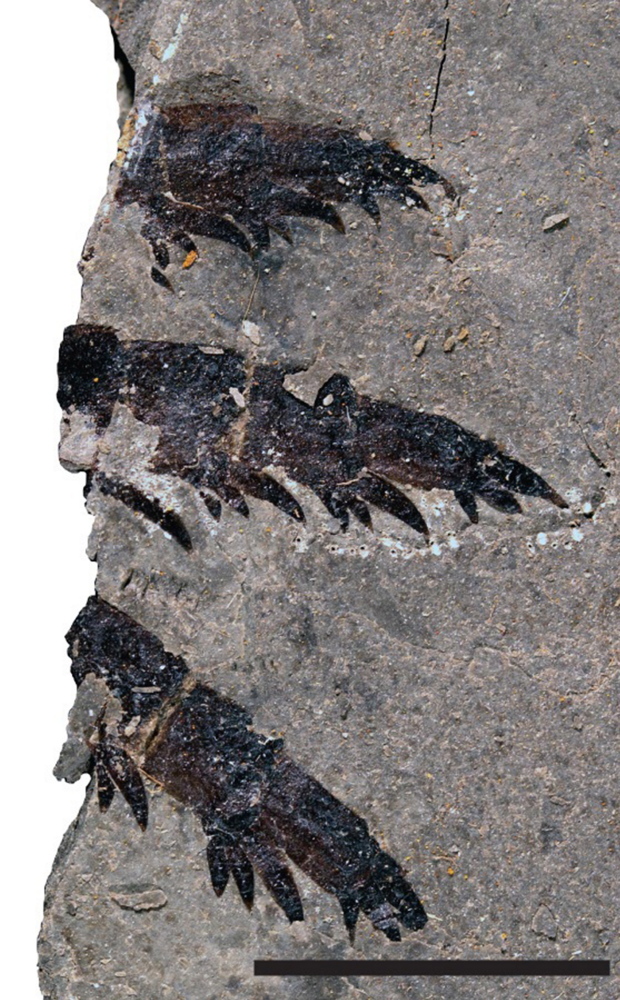 Scientists have discovered the world’s oldest specimen of sea scorpion in an ancient meteor impact crater in Iowa. Its front arms were covered in spikes.