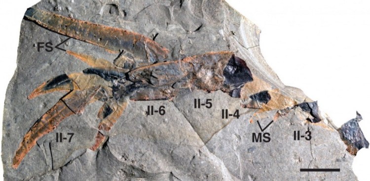 Fossilized remains show the many limbs of the Pentecopterus.