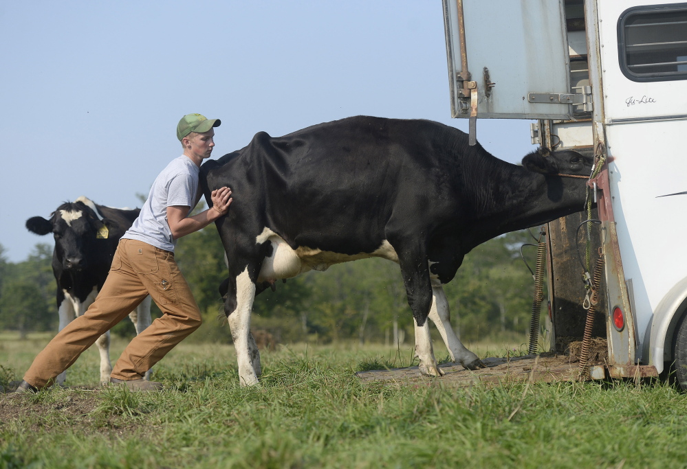 Nate Leary, 16, tries to coax a heifer into a trailer on the Saco farm Wednesday. “I hate to be a wet blanket and I don’t think that the dairy industry in southern Maine will disappear, but it will continue to contract,” Tim Leary said.