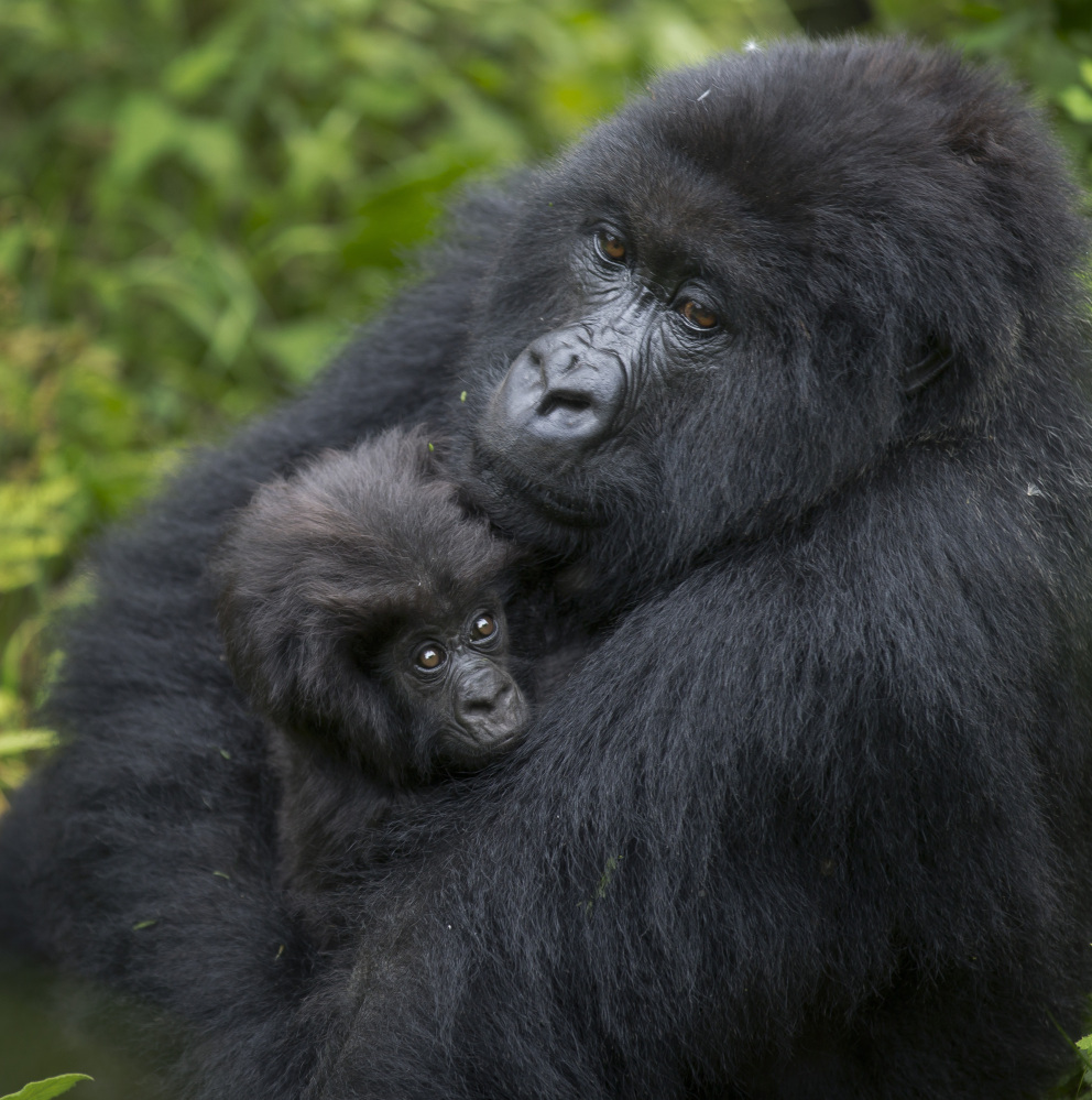 A baby mountain gorilla is held by its mother in Volcanoes National Park in Rwanda on Friday.