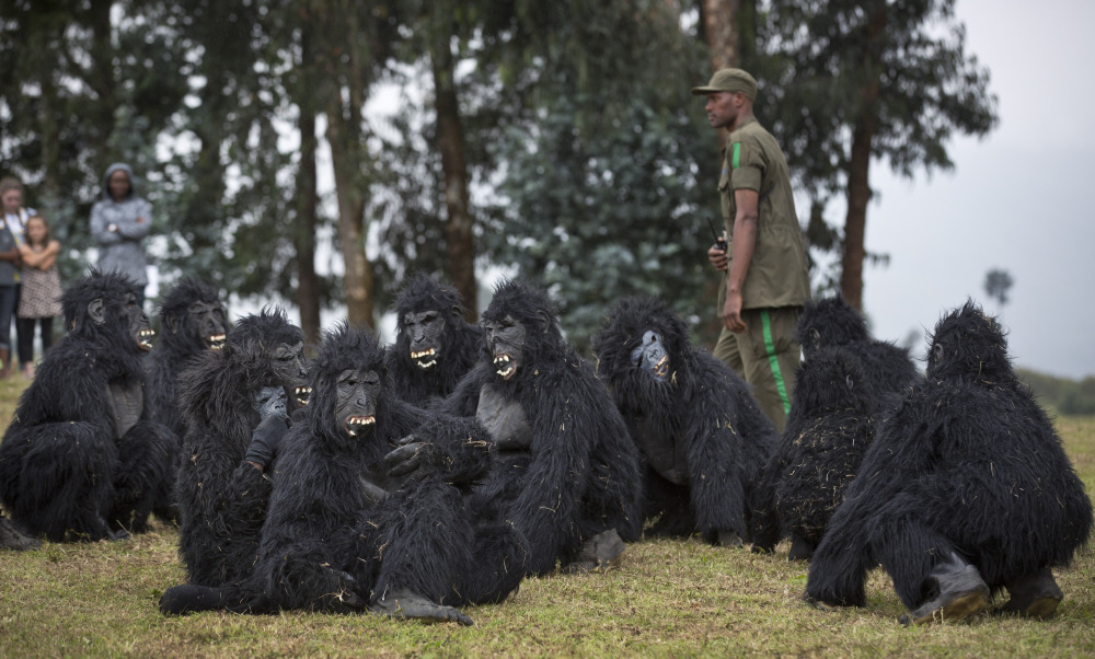 Young people wearing gorilla costumes mimic the animals’ behavior Saturday in Kinigi, Rwanda, during an event aimed at highlighting Rwanda’s efforts to protect the animals.