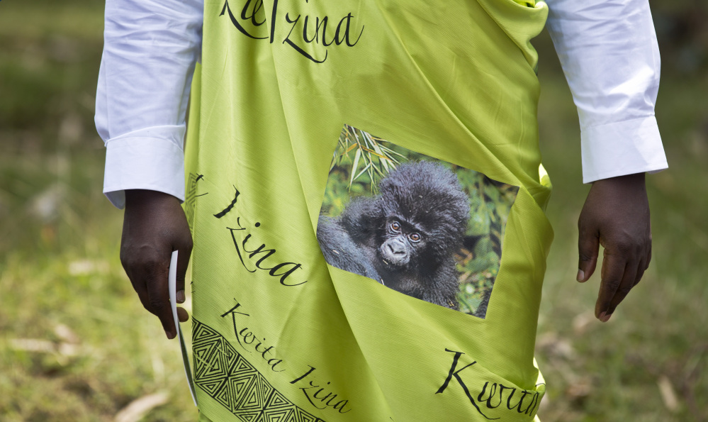 One of the “namers” tasked with giving a new baby gorilla a name wears a gown at a ceremony in Kinigi, northern Rwanda, on Saturday. Rwanda has named two dozen baby mountain gorillas in an annual naming ceremony that reflects the African country’s efforts to protect the endangered animals, which attract large numbers of foreign tourists to the volcano-studded forests where they live.