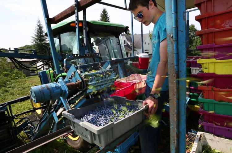 Blueberries fill a tray on a mechanical harvester near Appleton. Mechanization is slowly ending Maine farmers’ reliance on migrant labor for the state’s beloved blueberry harvest. 