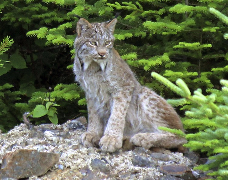 Maine is believed to be home to the largest population of Canada lynx in the Lower 48 states, thanks to clear-cutting in the 1970s and 1980s, a forestry practice now restricted.