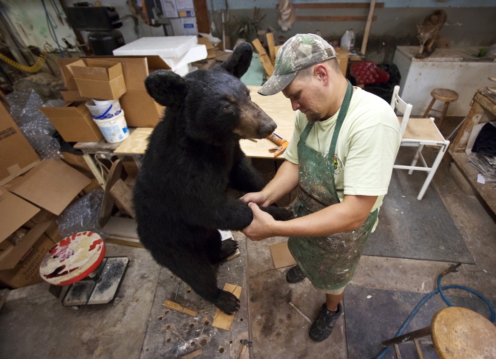 Derrick Powell, taxidermist and co-owner of Master Taxidermy Studio in Ocoee, Fla., does detail work on a Florida black bear. The shop has been in the same location for more than 40 years. Powell said that the bear was captured and euthanized as a nuisance bear from Altamonte Springs before being brought to him. He said it will be used as a display at a museum for educational purposes after he is finished with the process.
