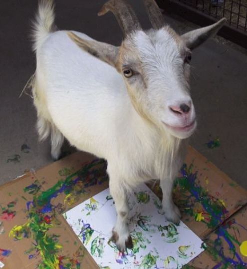 Maggie, a Nigerian dwarf goat, put her best feet forward for the fundraiser.