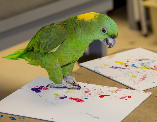 Brock, a yellow-naped Amazon parrot, participates in the fundraiser. 