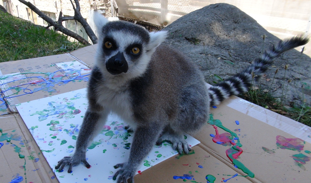 Jennifer, a ring-tailed lemur, takes part in the hands-on project to benefit the Oakland Zoo’s conservation partners.