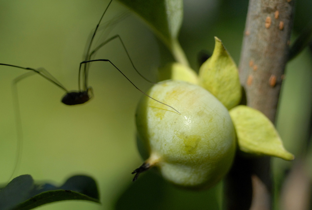 An insect crawls over a young persimmon fruit in Aaron Parker’s garden.