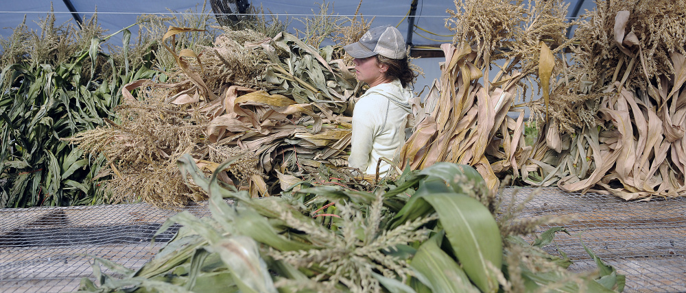 Alice Berry lugs cornstalks Monday at the Stevenson Farm in Wayne to a pickup truck for delivery to the farm’s roadside stand on U.S. Route 202 in Winthrop. Farmer Tom Stevenson said the stand is selling fall vegetables and adornments now, including pumpkins and other gourds.