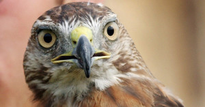 A hawk-watching program with a live bird demonstration will be held Sunday.