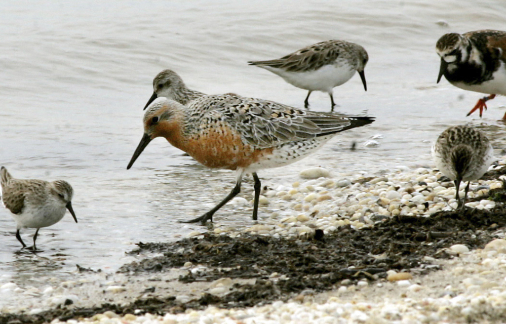 The Jersey shore has long been a critical resting and feeding ground for red knots, which migrate between South America and the Arctic, but some scientists and bird lovers say the birds can’t easily coexist with the increasing number of  Delaware Bay shellfish farms.