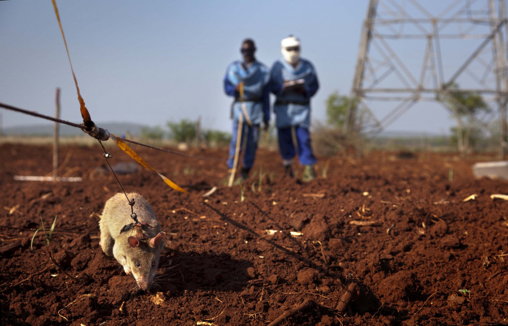 One of Planson International’s assignments: supplying equipment for a project that used trained rats to detect land mines in Mozambique. The rats are trained to detect the smell of land mines and scratch the surface to mark the location. Humans then detonate the land mines or deactivate and remove them.