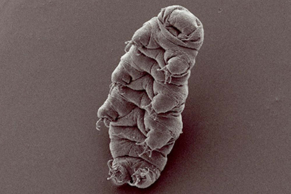 A tardigrade has several legs.