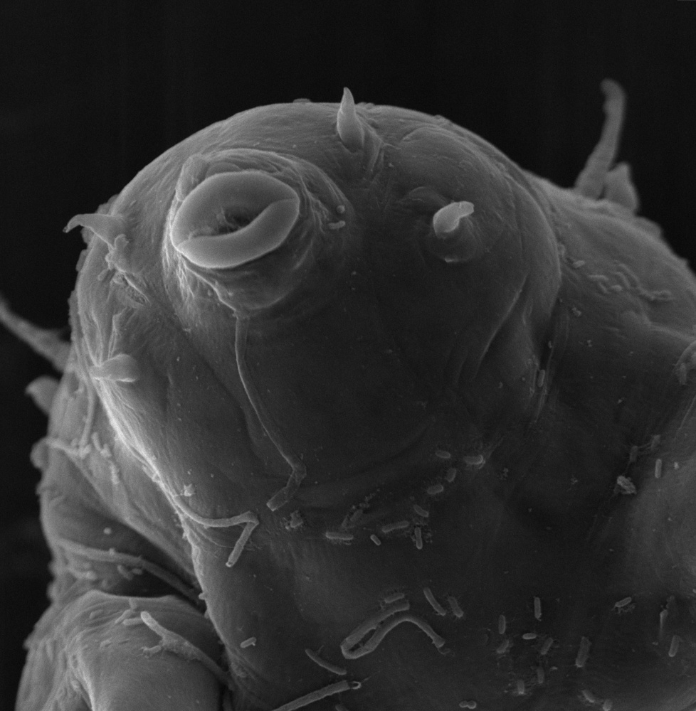 The head of a tardigrade   is magnified 2,300 times. The microscopic animal also known as a water bear can survive in extreme conditions.