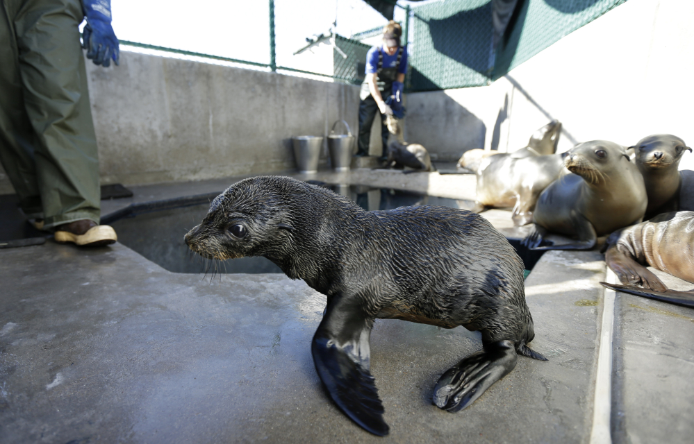 A Guadalupe fur seal, front, passes by as a SeaWorld animal rescue team member feeds a California sea lion at their rescue facility in San Diego. Scientists are trying to find out why alarming numbers of endangered Guadalupe fur seals have been found stranded and dying along the California coast. The National Oceanic and Atmospheric Administration says the spike in deaths ‘demands immediate attention.’