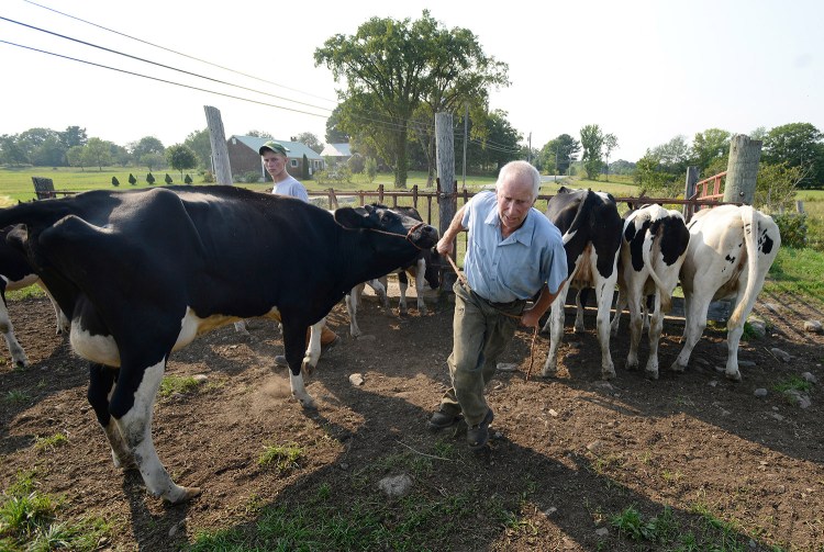 Tim Leary leads a heifer that calved earlier in the day Wednesday to the barn where it will be milked for the first time. Leary says he's "in a rather awkward spot," with a milk hauler planning to drop the farm from his collection route.
Shawn Patrick Ouellette/Staff Photographer