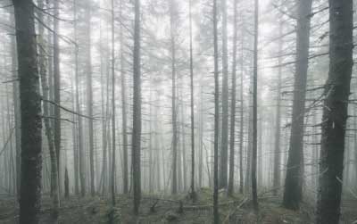 The woods along the Appalachian Trail fill with morning fog on Chairback Mountain in Maine’s 100-Mile Wilderness. Derek Davis/Staff Photographer