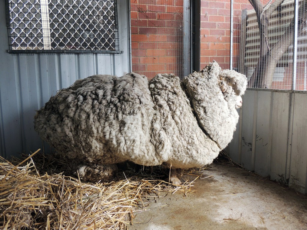 This wild, castrated merino ram named Chris shed almost half his body weight when he was shorn. RSPCA/Australian Capital Territory via AP