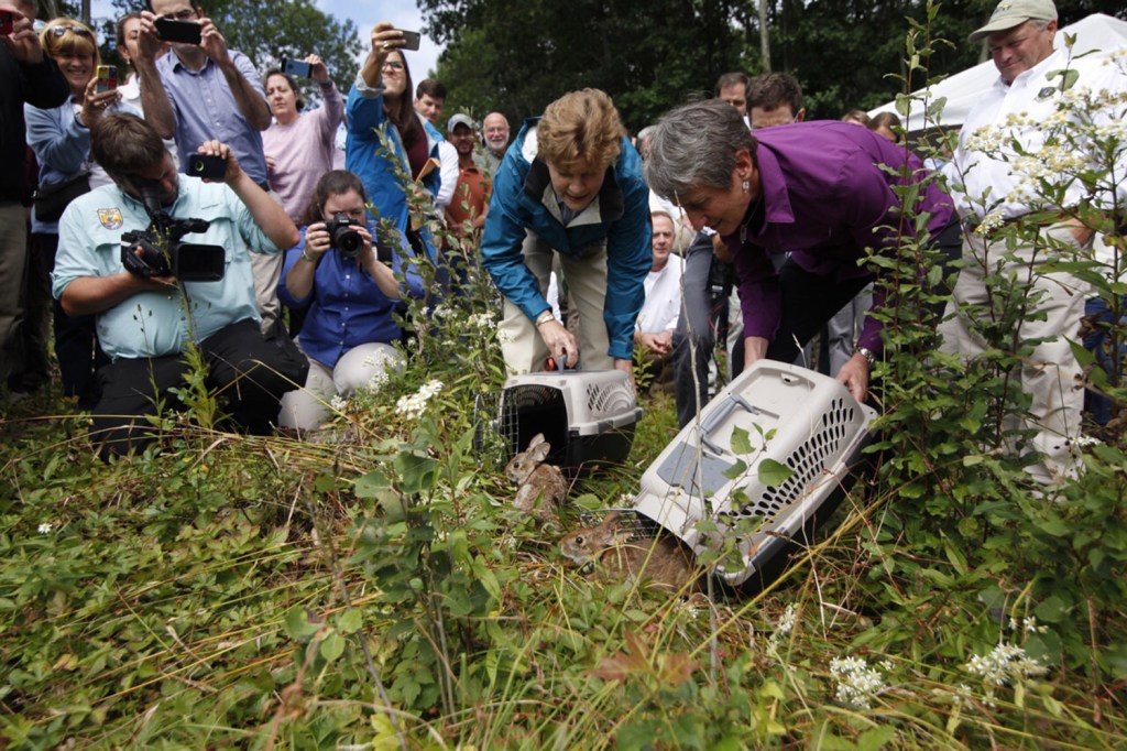 U.S. Sen. Jeanne Shaheen, D-N.H., left, and Sally Jewell, secretary of the Interior, help release two cottontail rabbits at an event in Dover, N.H., on Friday. Federal officials announced a new conservation effort to protect the New England cottontail.