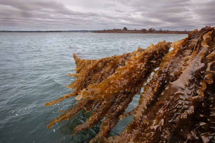 A line of kelp rises from Casco Bay off the coast of Chebeague Island in 2014 as part of a kelp farm operated by Ocean Approved. A second company, Shearwater Ventures, now has a state lease on nearly 4 acres of seabed off Chebeague.