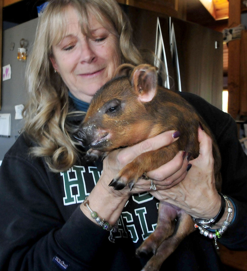 Mel Chadbourne on Monday holds a piglet the family named Miracle after it escaped a barn that was destroyed by fire last week in Harmony.