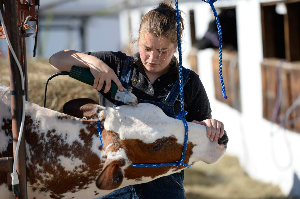Elizabeth Clock, 17, of Lyman trims the coat of her cow Jelly at the Fryeburg Fair Wednesday.