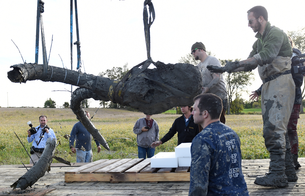 A piece of a tusk, lower left, snaps off as crews transfer the remains of a woolly mammoth found on a Michigan farm to a trailer for transport.
Melanie Maxwell/The Ann Arbor News via AP
