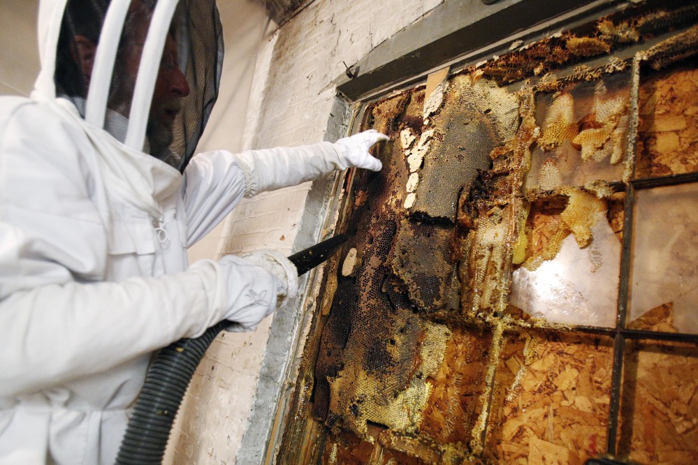 A beekeeper vacuums bees from a giant hive found in a wall at a furniture store in Pittsfield, Mass. They were transferred to man-made hives and the honey was given away.
