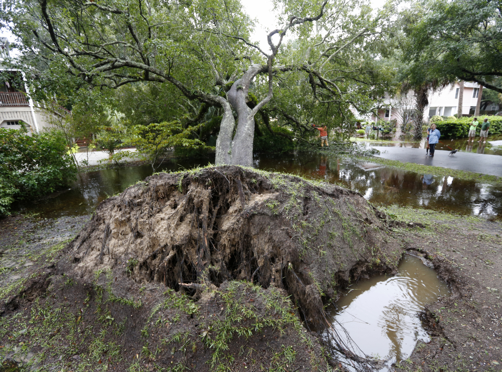 Neighbors watch employees with the city of Isle of Palms remove a live oak that toppled after heavy rain in South Carolina on Sunday.