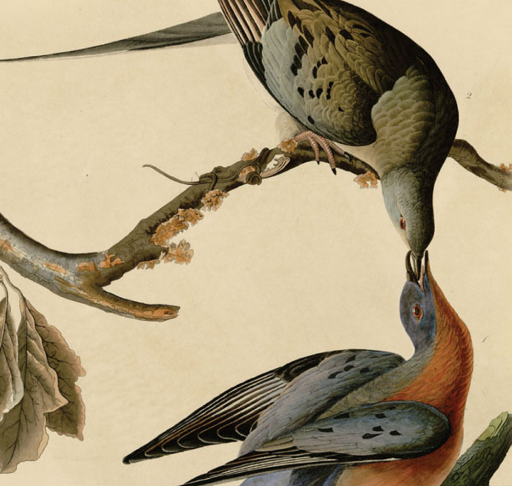 “From Billions to None,” a documentary about the extinction of passenger pigeons a century ago, will be screened Thursday at the Yarmouth History Center. The film follows naturalist Joel Greenberg and others as they examine the species’ demise and its relevance to 21st-century environmental challenges.