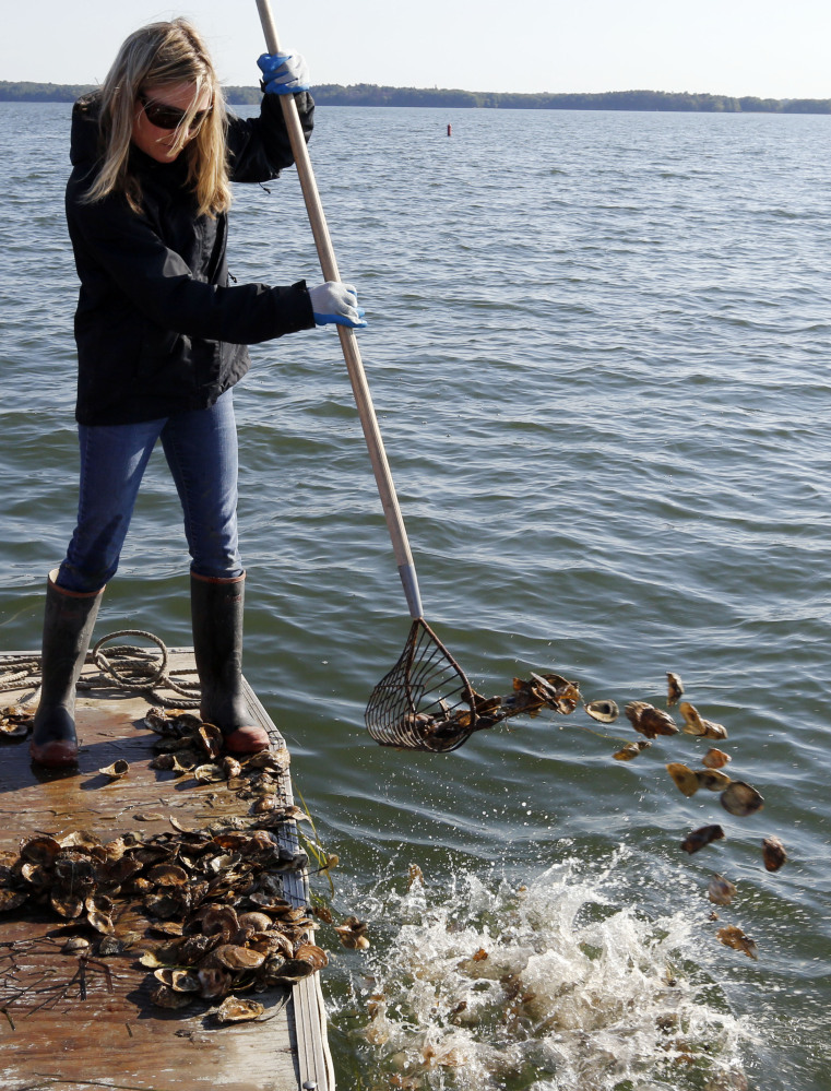 Krystin Ward rakes oyster shells into Great Bay to help rejuvenate a reef off Newmarket, N.H. The University of New Hampshire has added over 18 acres of reefs and over 3 million oysters to the ecosystem in the last six years.