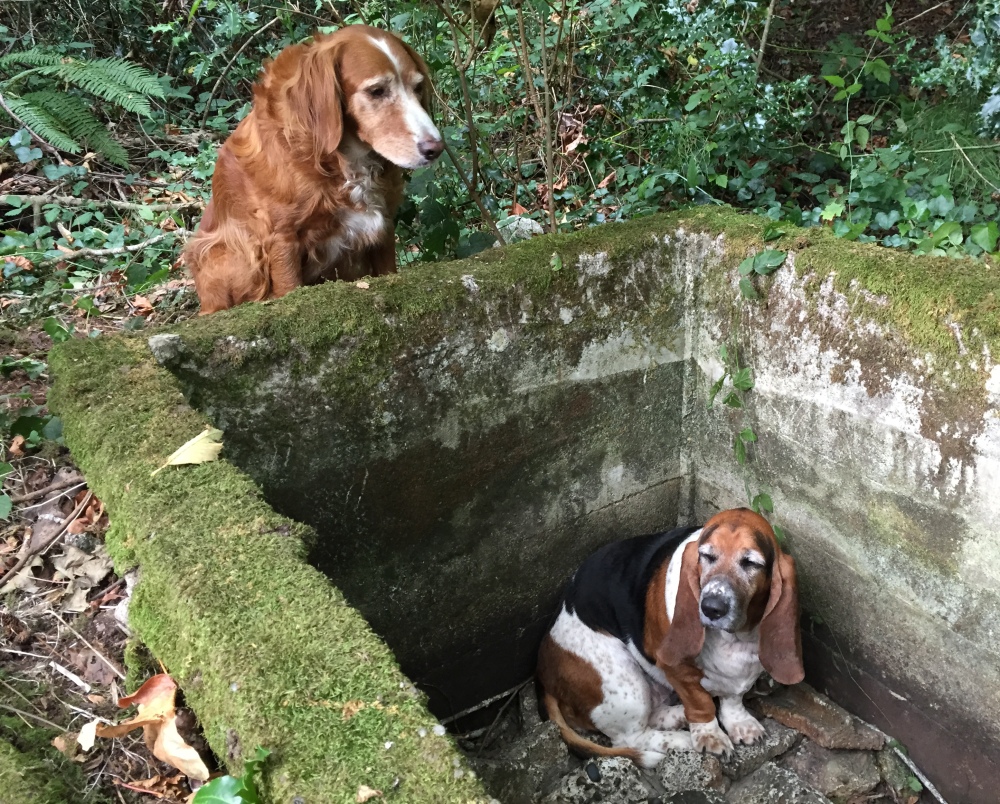 A setter-spaniel mix, Tillie wouldn’t abandon her basset hound friend, Phoebe, who fell into a cistern on Vashon Island, Wash. Both dogs now sport GPS collars.