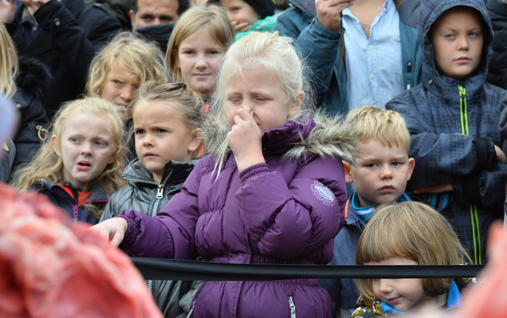 Parents and children watch the dissection of a male lion at Odense Zoo, Denmark, on Thursday.