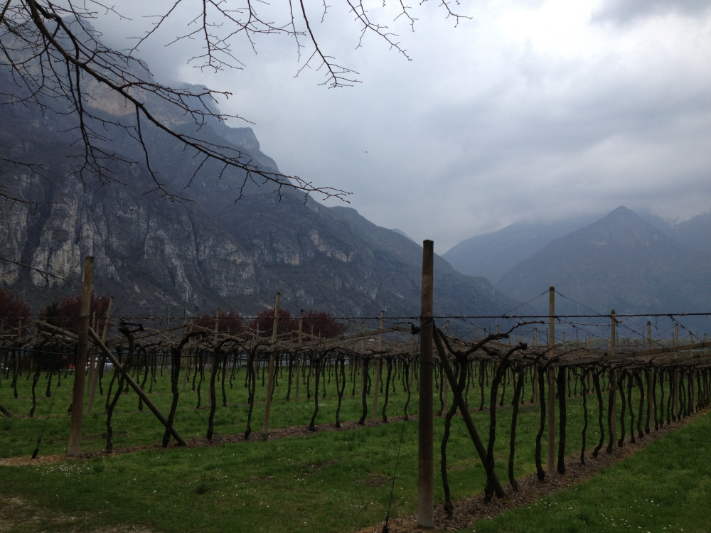 The vineyards of Trentino in the Dolomite foothills grow one of Italy’s more distinctive grapes, teroldego.
