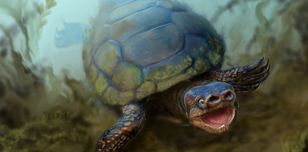 The University of Utah has announced the discovery of fossils of a pig-snouted turtle that lived during the Cretaceous Period, about 76 million years ago.